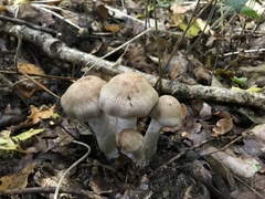 Cortinarius caperatus