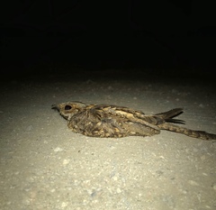 Caprimulgus ruficollis