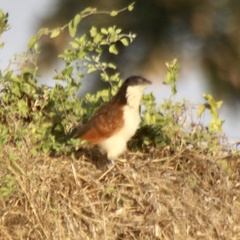 Centropus senegalensis