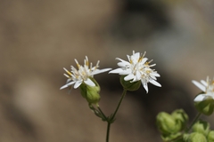 Moscharia pinnatifida
