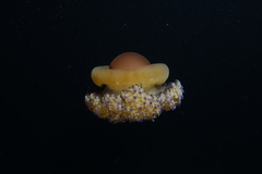 Cotylorhiza tuberculata