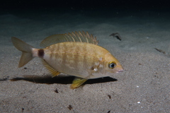 Diplodus annularis