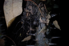 Latrodectus obscurior