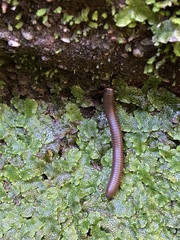Marchantia polymorpha