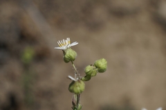 Moscharia pinnatifida