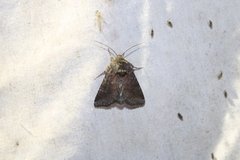 Lacinipolia meditata