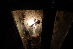 Latrodectus obscurior