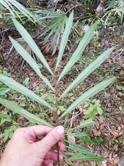 Asimina angustifolia