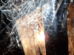 Latrodectus obscurior
