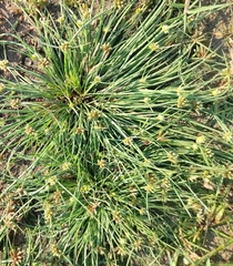 Fimbristylis argentea