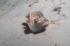 Dactylopterus volitans