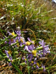 Symphyotrichum laeve concinnum