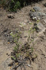 Moscharia pinnatifida