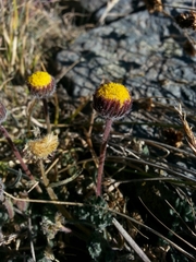 Erigeron compositus
