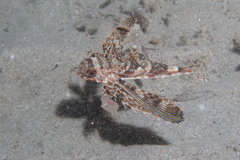 Dactylopterus volitans