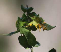 Silphium radula