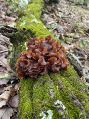 Phaeotremella foliacea