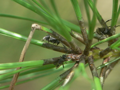 Evaniella semaeoda