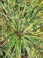 Fimbristylis argentea