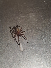 Phyxelididae