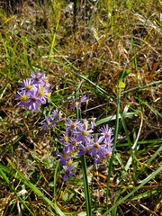 Symphyotrichum laeve concinnum