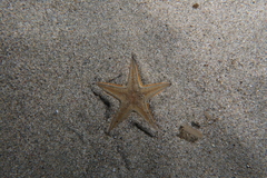 Astropecten jonstoni