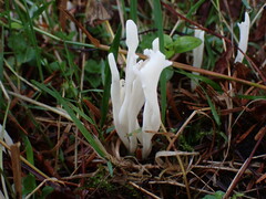 Clavulina rugosa