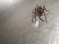 Phyxelididae