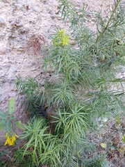 Podocarpus parlatorei