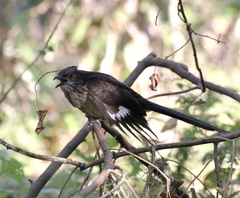 Clamator levaillantii