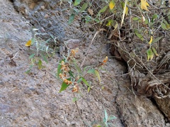 Buddleja tucumanensis