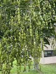 Styphnolobium japonicum