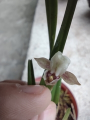 Scaphyglottis