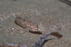 Gobius geniporus