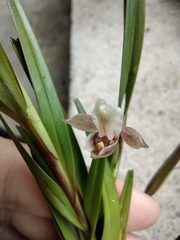 Scaphyglottis