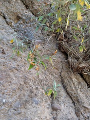 Buddleja tucumanensis
