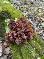 Phaeotremella foliacea
