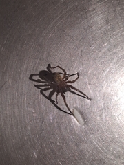 Phyxelididae