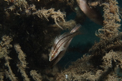 Symphodus cinereus