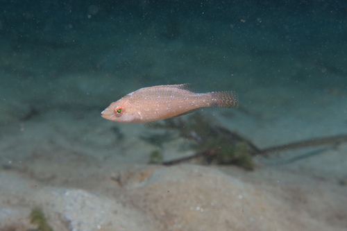 Grey Wrasse