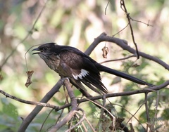 Clamator levaillantii