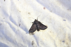 Lacinipolia meditata