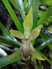 Scaphyglottis