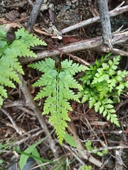 Asplenium adiantum-nigrum