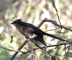 Clamator levaillantii