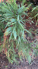 Cryptomeria japonica