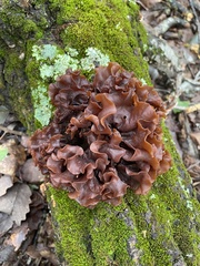 Phaeotremella foliacea