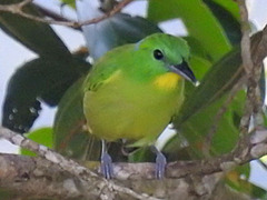 Vireolanius pulchellus