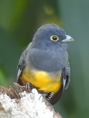 Trogon caligatus
