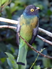 Trogon caligatus